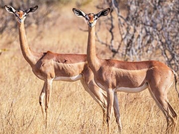 Samburu Luxury Safari Package – 3 Days 2 Nights