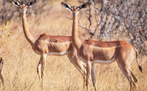 Samburu Luxury Safari Package – 3 Days 2 Nights