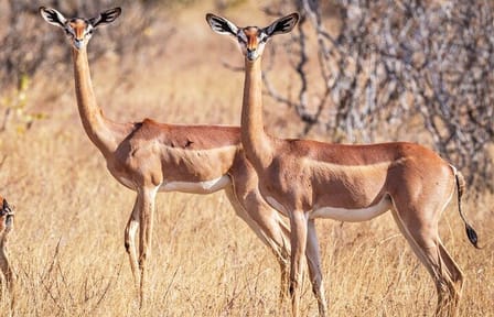 Samburu Luxury Safari Package – 3 Days 2 Nights