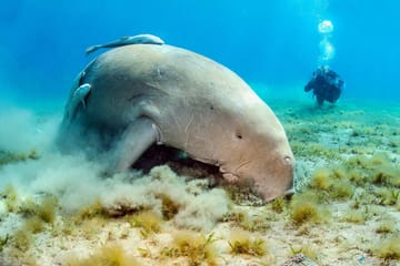 Snorkeling Adventure at Abu Dabbab Bay from Hurghada