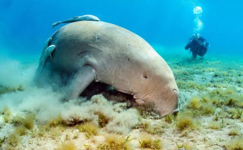 Snorkeling Adventure at Abu Dabbab Bay from Hurghada
