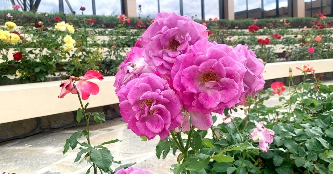 Buzludzha monument and Valley of Roses tour