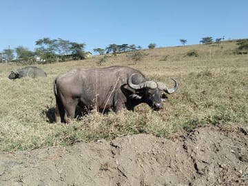 Cape Buffalo.