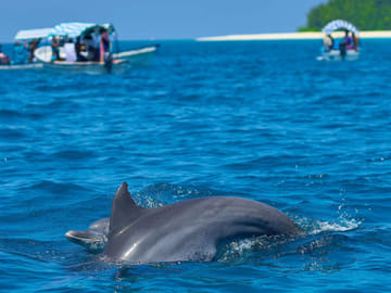 Zanzibar: Swimming With Dolphins at Kizimkazi