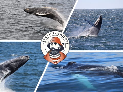 Best Value Whale Watching tour from Reykjavik, photo 2