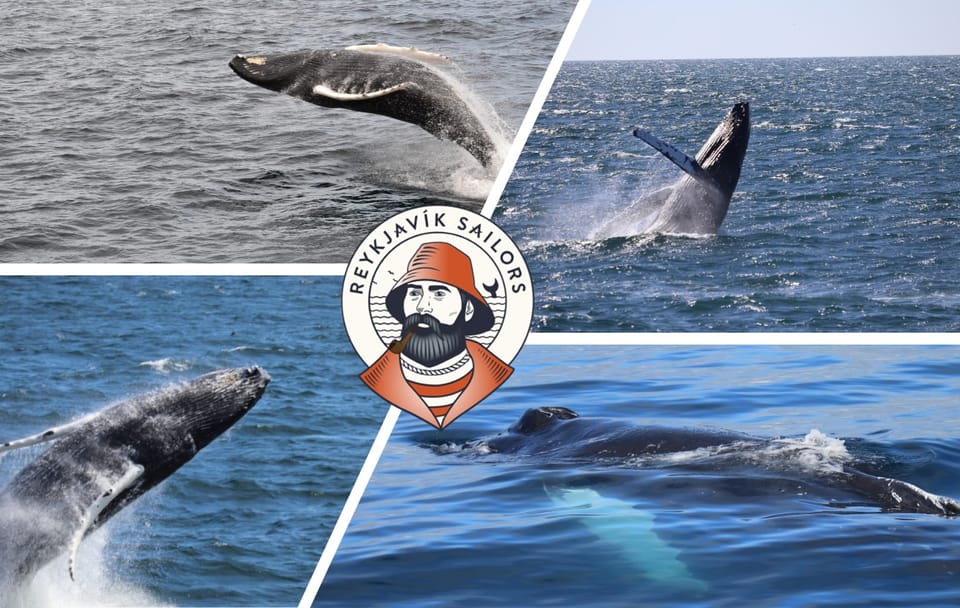 Whale Watching Tour in Reykjavík with Free Second Ticket
