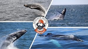Best Value Whale Watching tour from Reykjavik