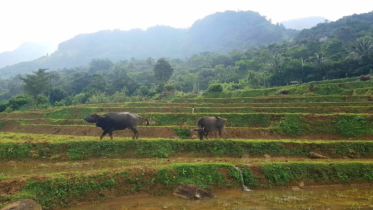 Knuckles Mountains Range 8 hours day tours from Kandy city
