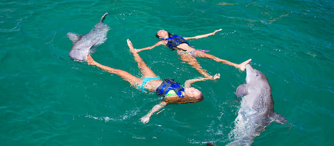 Dolphin Explorer - Excellence 3