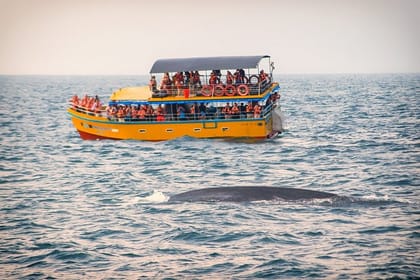 Mirissa Whale Watching Tour From Galle
