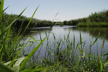 Shaumari Reserve and Azraq Wetland Private Full Day Tour from Amman