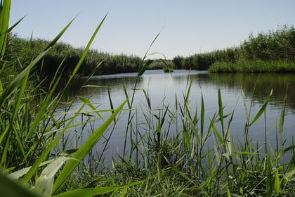 Shaumari Reserve and Azraq Wetland Private Full Day Tour from Amman