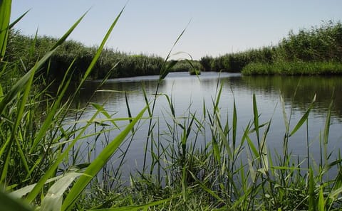 Private Full Day Tour of Shaumari Reserve and Azraq Wetland from Amman