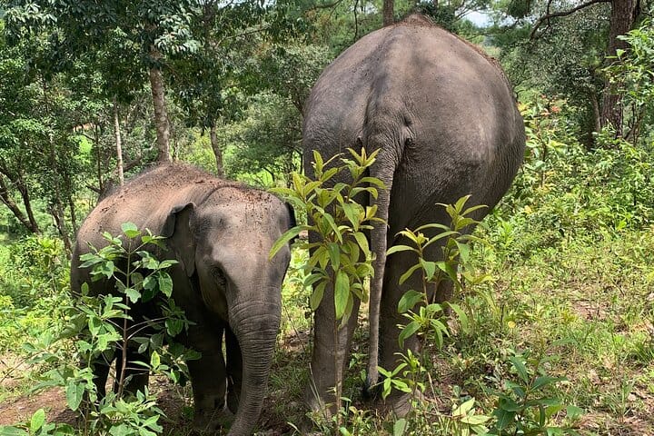 Care Pride Elephants: Full-Day Tour Experience