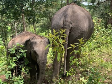 Elephant Conservation Full-Day Tour in Chiang Mai