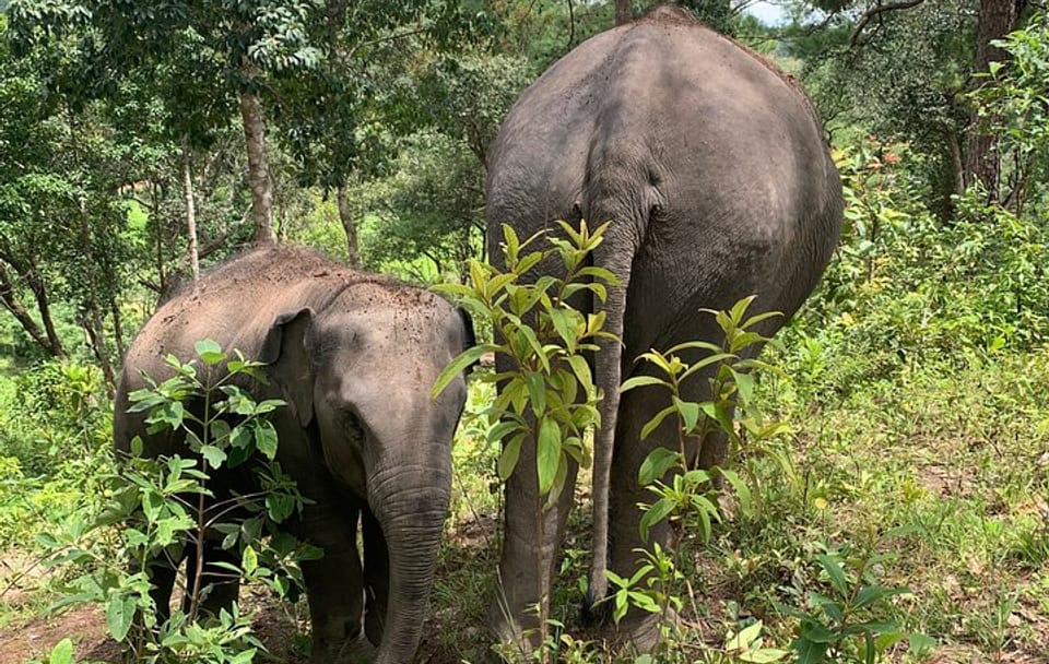 Care Pride Elephants: Full-Day Tour Experience
