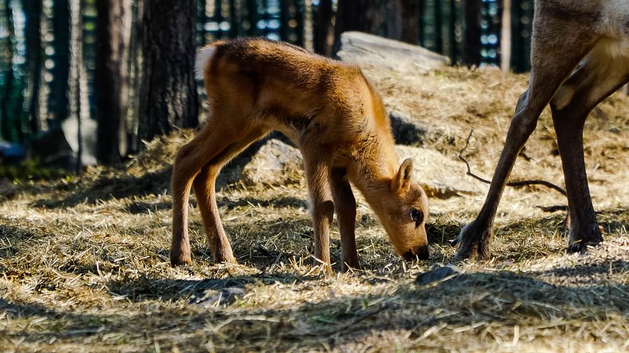 Picture: Visit Rovaniemi