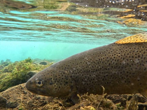 Full day fishing tour from Akureyri, Husavik or Myvatn, photo 8
