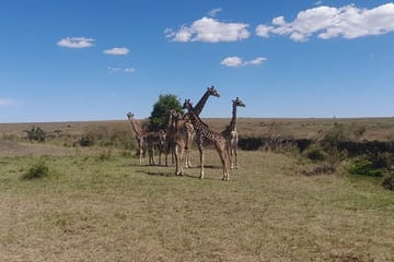 3-Day Luxury Safari in Amboseli National Park from Nairobi