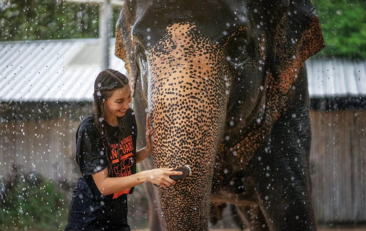 Phuket: Feed & Shower Experience