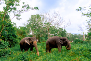 4-Hours Phuket Ethical Elephant Sanctuary Tour with Lunch