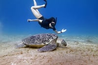 Abu Dabbab Snorkeling Trip, Explore Marine Life : Marsa Alam