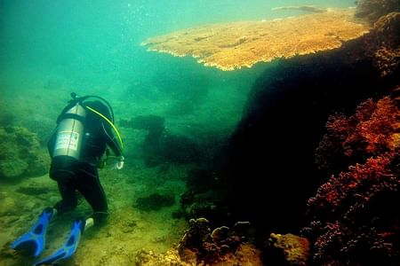 Diving Adventure at Mun Island: Explore Nha Trang’s Underwater Beauty