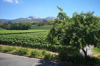 Paarl Vineyards