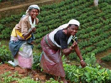 Tea Factory and Cultural Tour in Ambalangoda, Sri Lanka