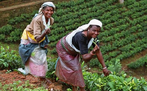 Tea Factory and Cultural Tour in Ambalangoda, Sri Lanka