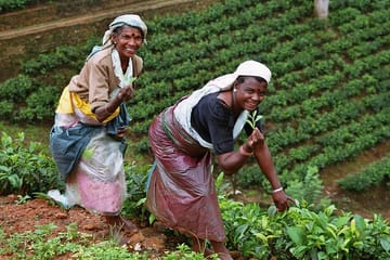 Tea Factory and Cultural Tour in Ambalangoda, Sri Lanka