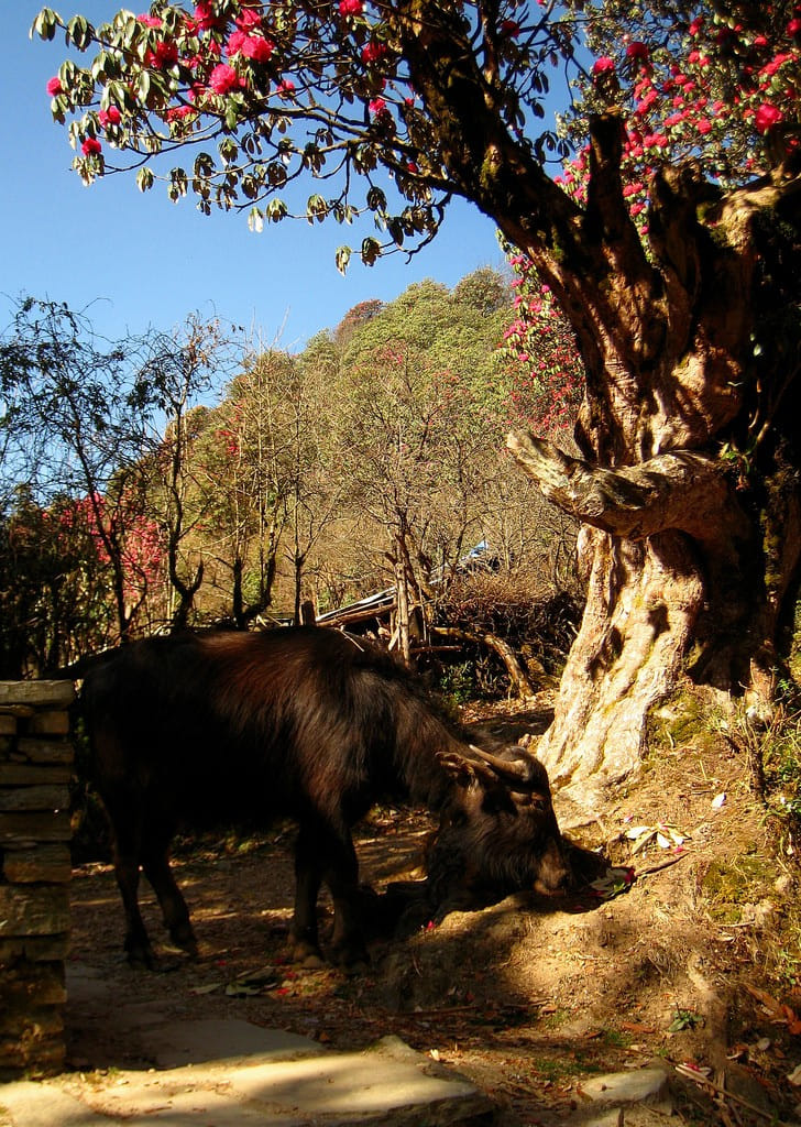 19 Days Mera Peak Climbing & Expedition – One Life-Changing Himalayan Adventure