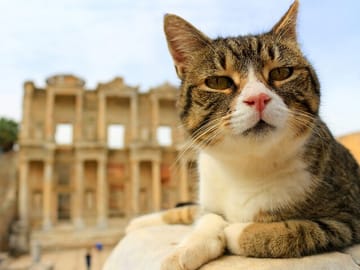 Private Ephesus Tour from Kuşadası with Timely Return