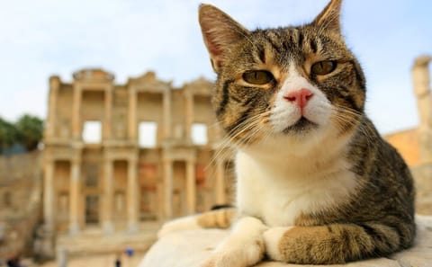 Private Ephesus Tour from Kuşadası with Timely Return