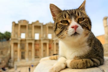 Private Ephesus Tour from Kuşadası with Timely Return