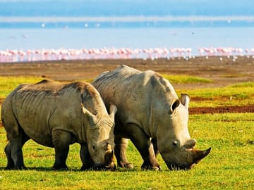 2 Days, 1 Night Safari – Lake Nakuru National Park From Kisumu