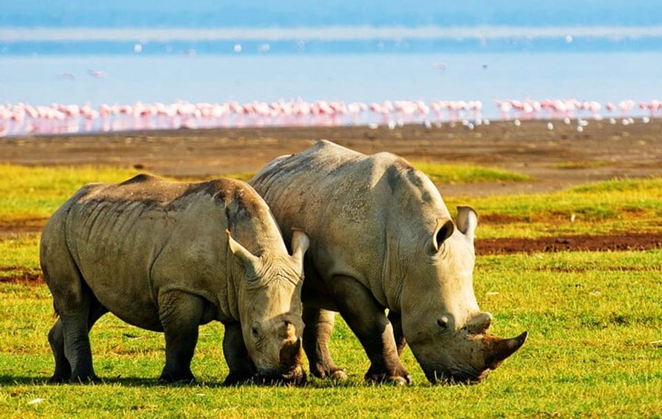 2 Days, 1 Night Safari – Lake Nakuru National Park From Kisumu