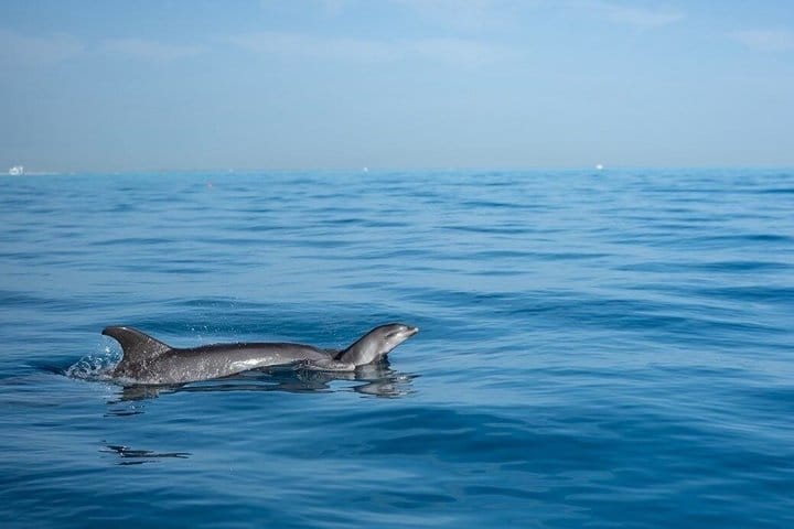 Swim with Dolphins – VIP Snorkeling & Water Sports – Hurghada