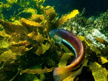Maori wrasse