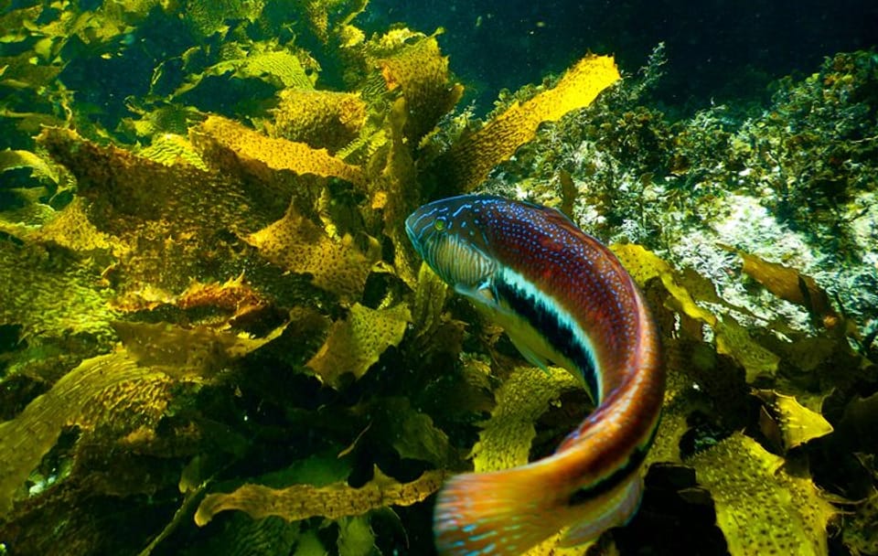 Private Snorkeling Tour In Sydney’s Marine Reserve