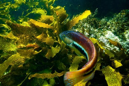 Private Snorkeling Tour In Sydney’s Marine Reserve
