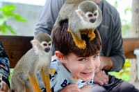 Puerto plata: Waterfalls Monkeys and beach tour Pick up included 1
