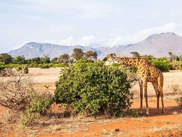 Maasai giraffe with view of the Taita hills