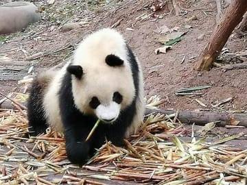 Giant Panda & Sichuan Cuisine Cooking Class 1 Day Tour