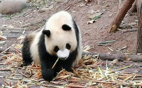 Giant Panda & Sichuan Cuisine Cooking Class 1 Day Tour