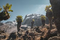 8-Day Mount Kilimanjaro Trek: Exclusive Lemosho Route Scenic Expedition 4