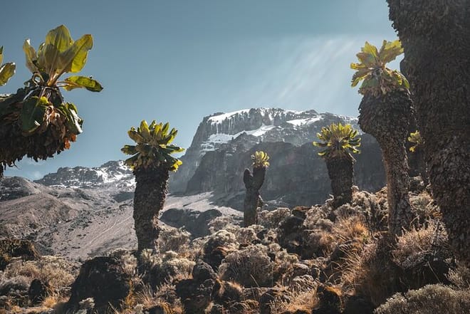 8-Day Mount Kilimanjaro Trek: Exclusive Lemosho Route Scenic Expedition photo 4
