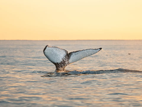Midnight Sun Whale Watching from Húsavík, photo 3