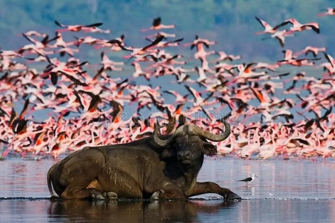 buffalo at lake Nakuru park