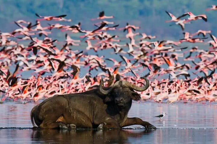 buffalo at lake Nakuru park